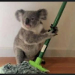 Meet your Posher, Koala